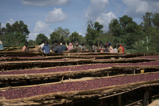 Ethiopia Halo Beriti - LIMITED RELEASE 002 - Filter