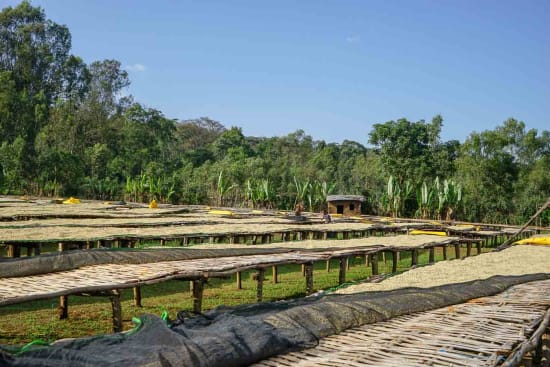 Ethiopia Halo Beriti - LIMITED RELEASE 002 - Filter