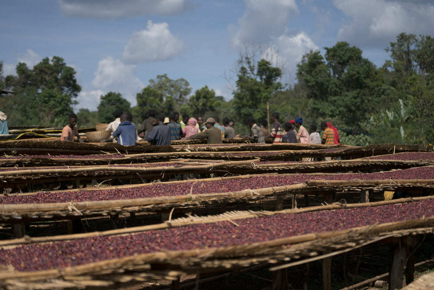 Ethiopia Halo Beriti - LIMITED RELEASE 002 - Filter
