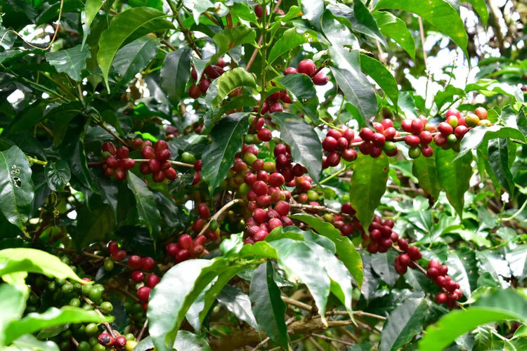 Ethiopia Halo Beriti - LIMITED RELEASE 002 - Filter